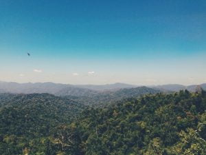 what is trichotillomania